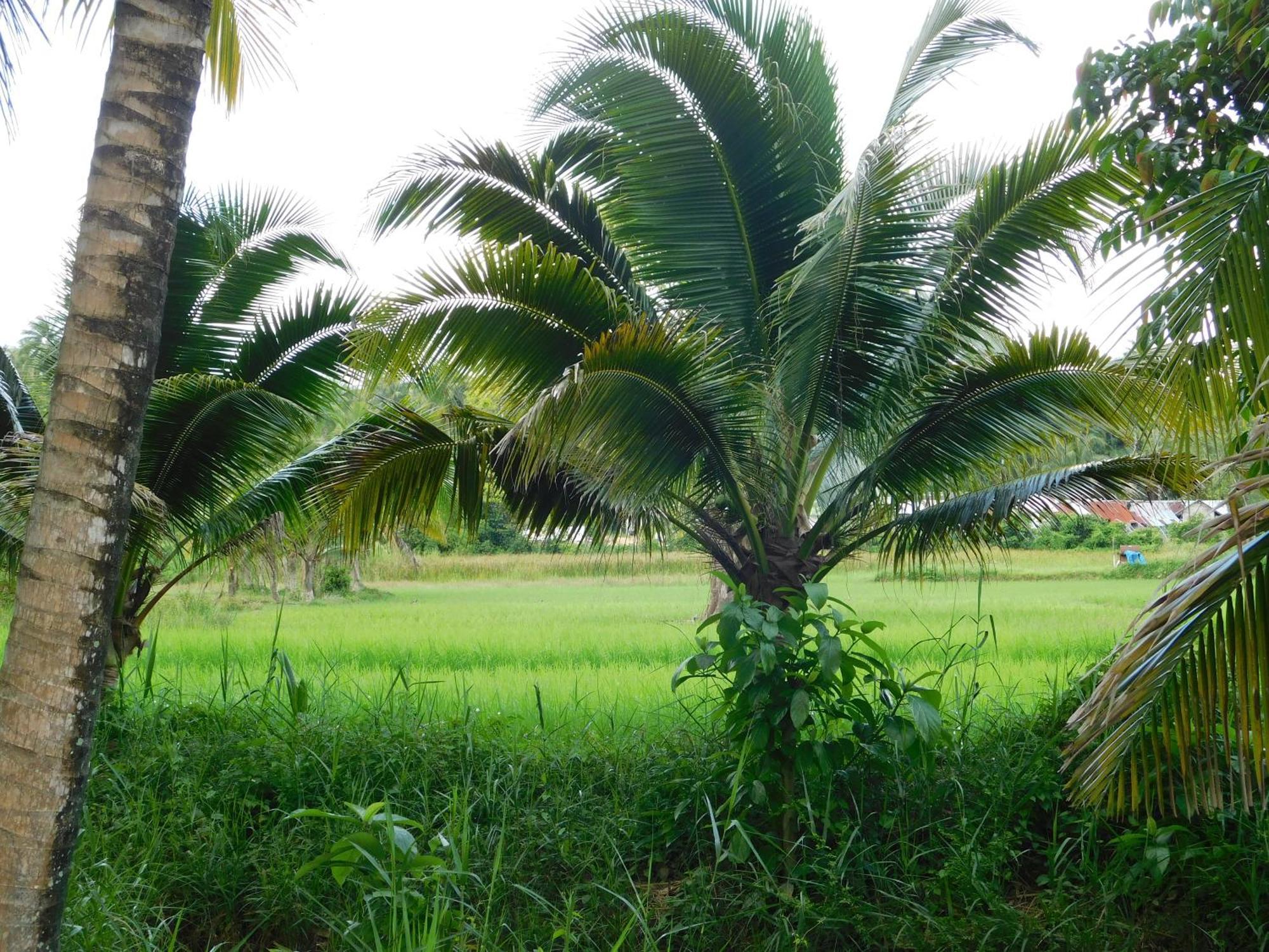 Swiss Bonihouse Koh Yao Yai Hotel Ban Phlu Nai Bagian luar foto